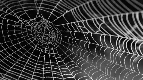 spider web with dew drops